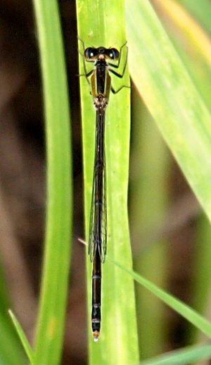 [A top down view of a damselfly on a blade of grass with its head at the upper end of the image. The damselfly has clear wings with dark stripes outlining segments of the wings which extend approximately two thirds the length of its body. The thorax has a thick black stripe on the top middle and brown on the sides. The body is black with light stripes separating the segments and white terminal appendages.]
